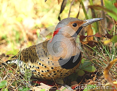 Northern Flicker Stock Photo