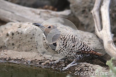 Northern Flicker Red-shafted, male colaptus auratus Stock Photo