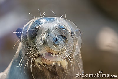 Northern fur seal, or sea cat Callorhinus ursinus pinniped mammal close up portrait Stock Photo