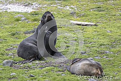 Northern fur seal sitting on the grass with their Stock Photo