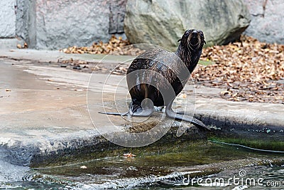 Northern fur seal Stock Photo