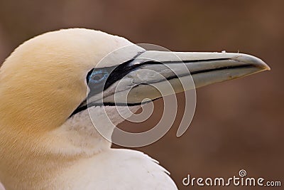 Northern Gannet Stock Photo