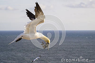 Northern Gannet with bridal gift - Morus bassanus Stock Photo