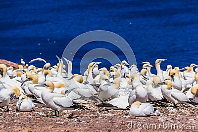 Northern Gannet Colony Stock Photo