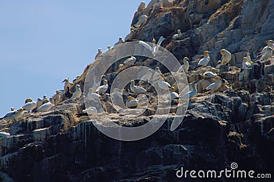 Group of northern gannets Morus bassanus in a colony on Grassholm island, UK Stock Photo