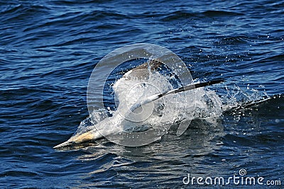 Northern Gannet diving Stock Photo