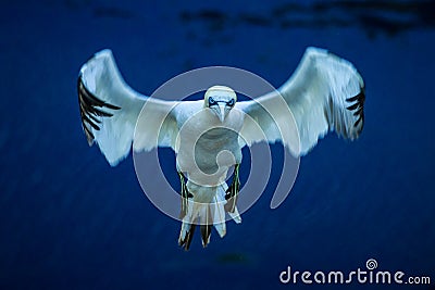 Northern Gannet Morus bassanus in flight landing to the nest Stock Photo