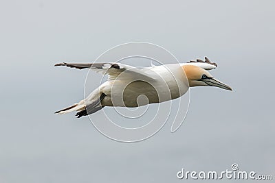 Northern gannet (Morus bassanus) in flight Stock Photo