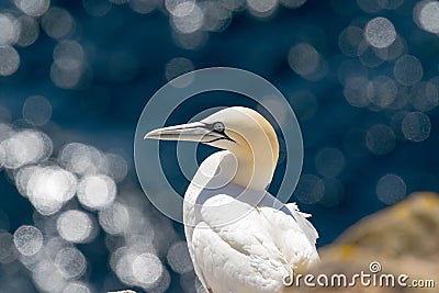 Northern gannet Morus bassanus looking for food Stock Photo