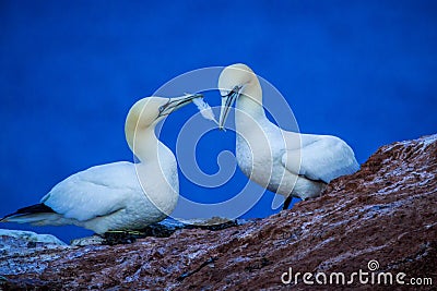 Northern Gannet Morus bassanus, mating gannets on cliffs, bird couple playing with feather Stock Photo