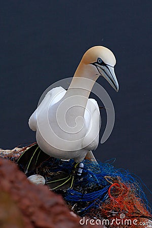 Northern Gannet in nest with white egg. Sea birds on the coast rock. Beautiful birds in love. Pairs of animals on Helgoland Island Stock Photo