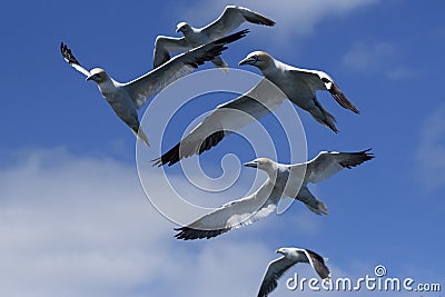 Northern Gannet - Sula bassana, Shetlands, United Kingdome Stock Photo