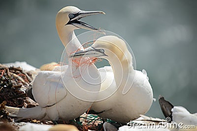 Northern Gannets (Morus bassanus) Stock Photo