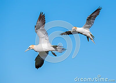 Northern Gannets - Morus bassanus attempting to land, Yorkshire Stock Photo