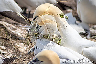 Northern Gannets (Morus bassanus) bringing some herbs for the nest Stock Photo