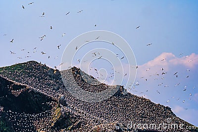 Northern Gannets Morus nesting Sept Iles, Bretagne Stock Photo