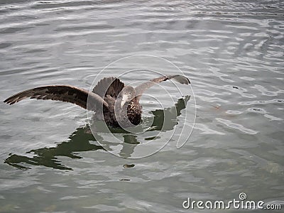 Northern Giant Petrel with Outstretched Wings Stock Photo