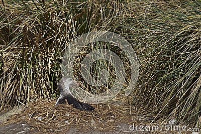 Northern Giant Petrel (Macronectes halli) Stock Photo