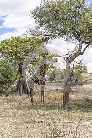 Northern giraffe Stock Photo