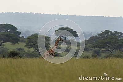Northern giraffe, giraffa camelopardalis, Uganda Stock Photo