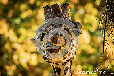 Northern Giraffe up and about Stock Photo