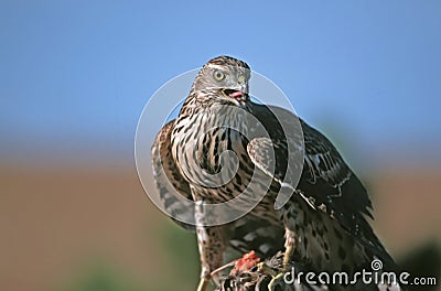 Northern Goshawk Stock Photo