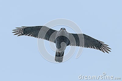 Northern goshawk flying Accipiter gentilis Bird of prey wildlife Stock Photo