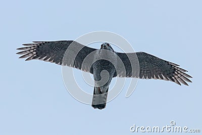 Northern goshawk flying Accipiter gentilis Bird of prey wildlife Stock Photo