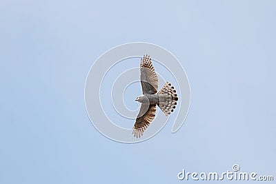 Northern goshawk flying in sky Stock Photo