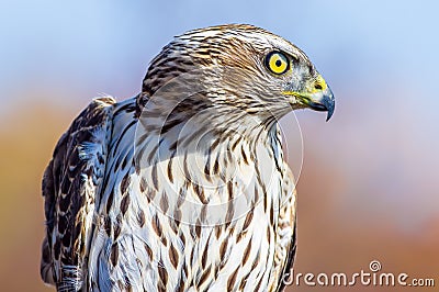 Northern goshawk at Hawk Ridge in Duluth Stock Photo