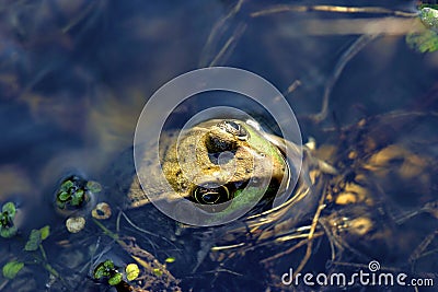 Northern Green Frog Female 604835 Stock Photo