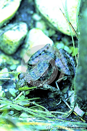 Northern Green Frog Female 24622 Stock Photo