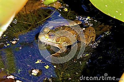 Northern Green Frog Female 701894 Stock Photo