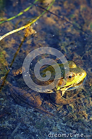 Northern Green Frog Female 50997 Stock Photo