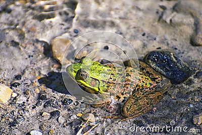 Northern green frog - Lithobates clamitans Stock Photo