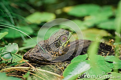 Northern Green Frog Stock Photo