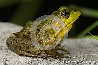 Green Frog - Lithobates clamitans Stock Photo