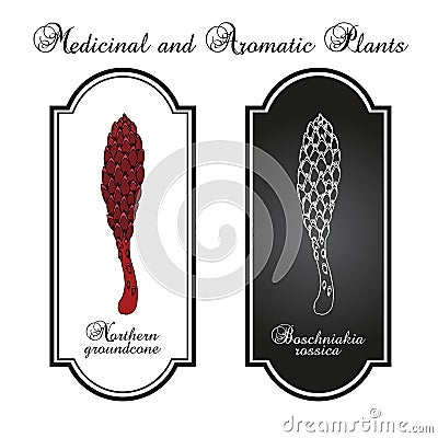 Northern groundcone Boschniakia rossica , medicinal plant. Vector Illustration