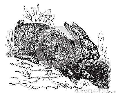 Northern hare Lepus americanus or Snowshoe Hare vintage engraving Vector Illustration