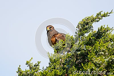 Northern Harrier Stock Photo