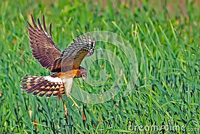 Northern Harrier Stock Photo