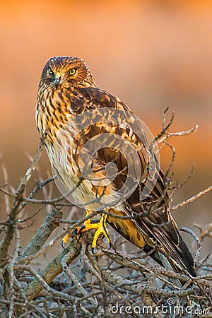 Northern Harrier Stock Photo