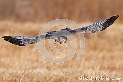 Northern Harrier aka Gray Ghost Stock Photo