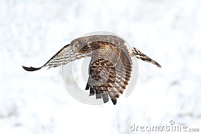 Northern Harrier (Circus cyaneus) Stock Photo