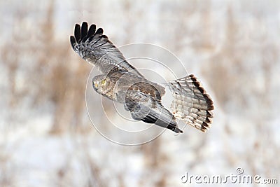 Northern Harrier (Circus cyaneus) Stock Photo