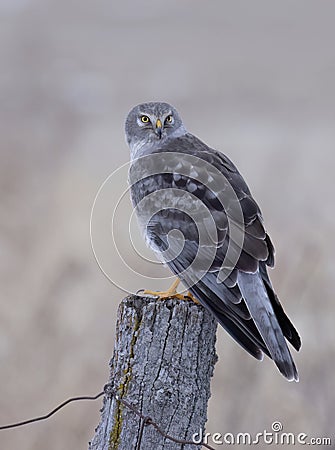 A Northern Harrier male sitting on a post on a winter day in Canada Stock Photo