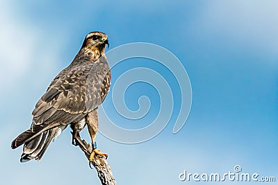 Northern Harrier or Marsh Hawk Stock Photo