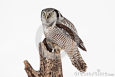 Northern Hawk Owl Stock Photo