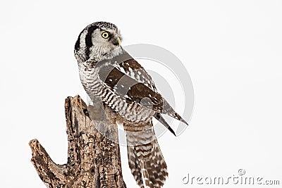 Northern Hawk Owl Stock Photo