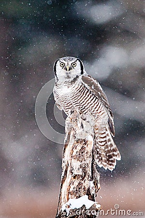 Northern Hawk Owl Stock Photo